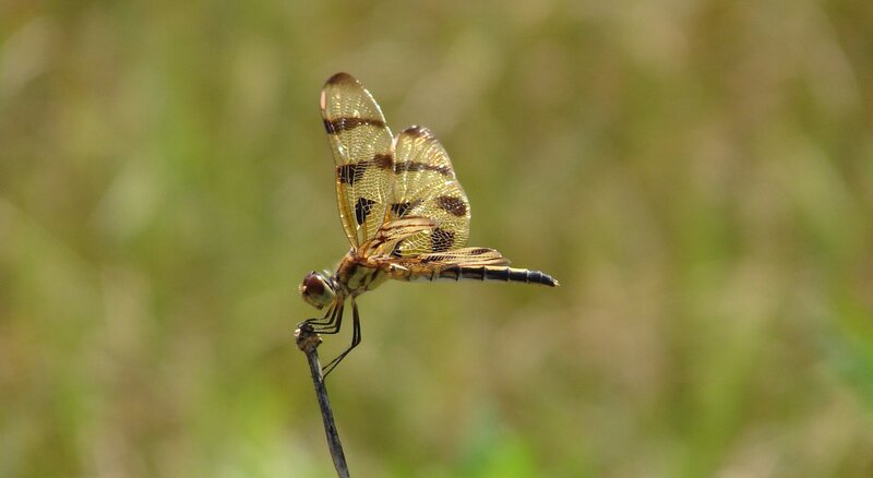 dragonfly on a twig