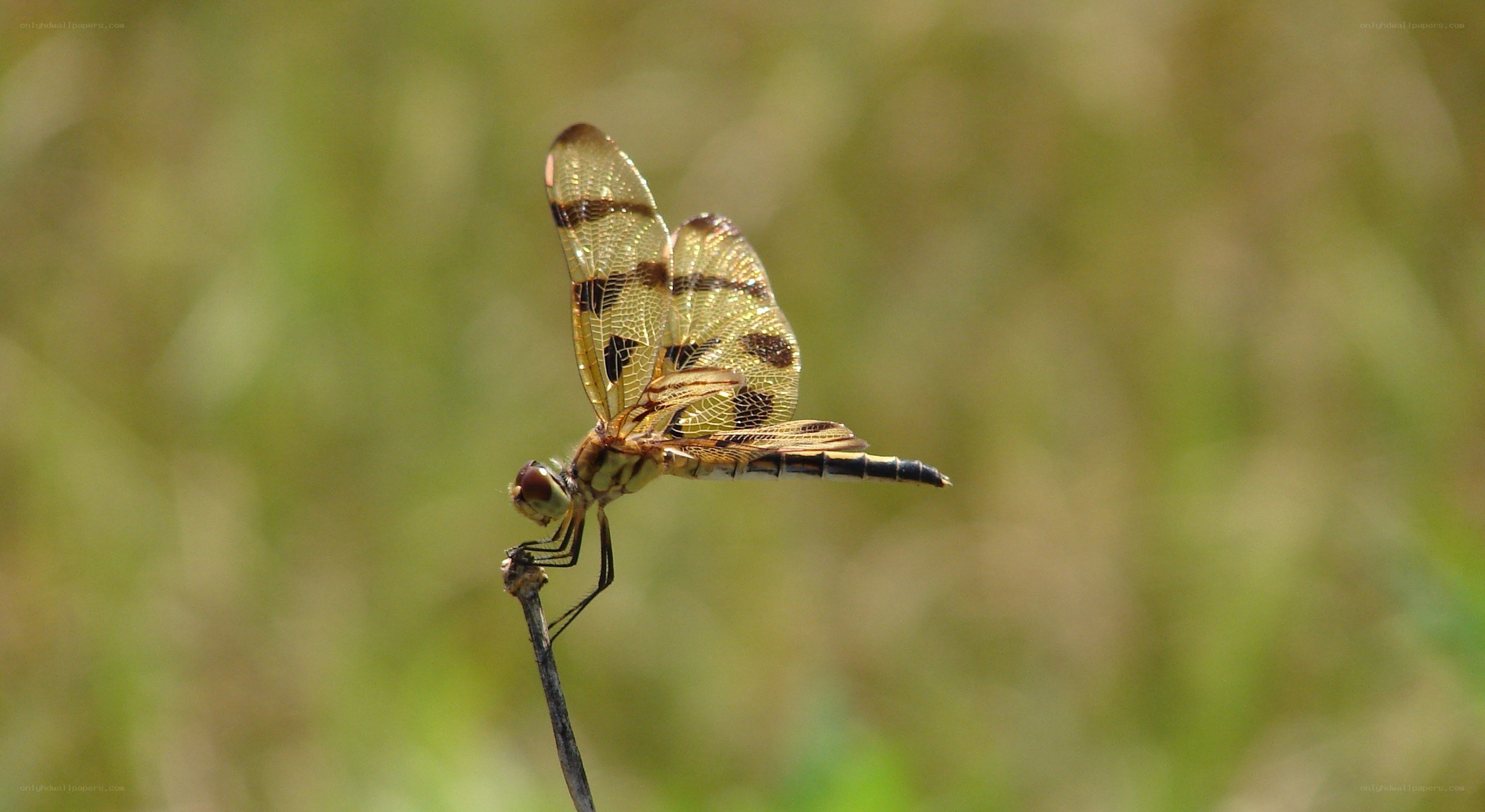 dragonfly on a twig