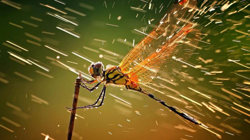Dragonfly on a twig