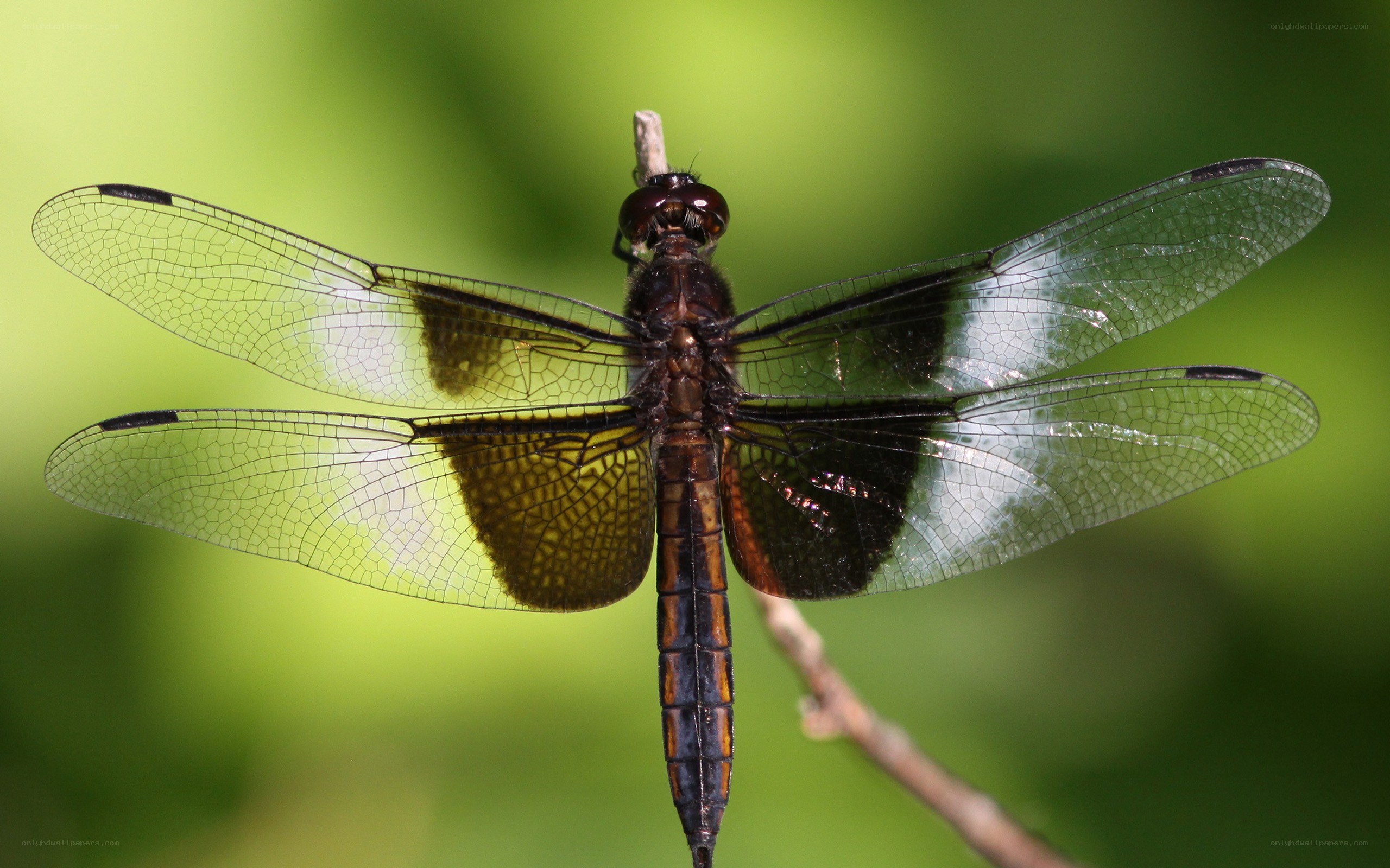 dragonfly on a twig
