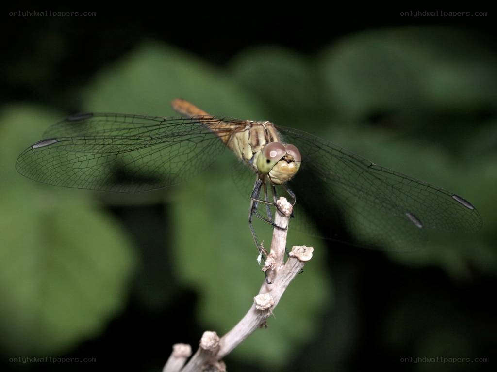 dragonfly on a twig