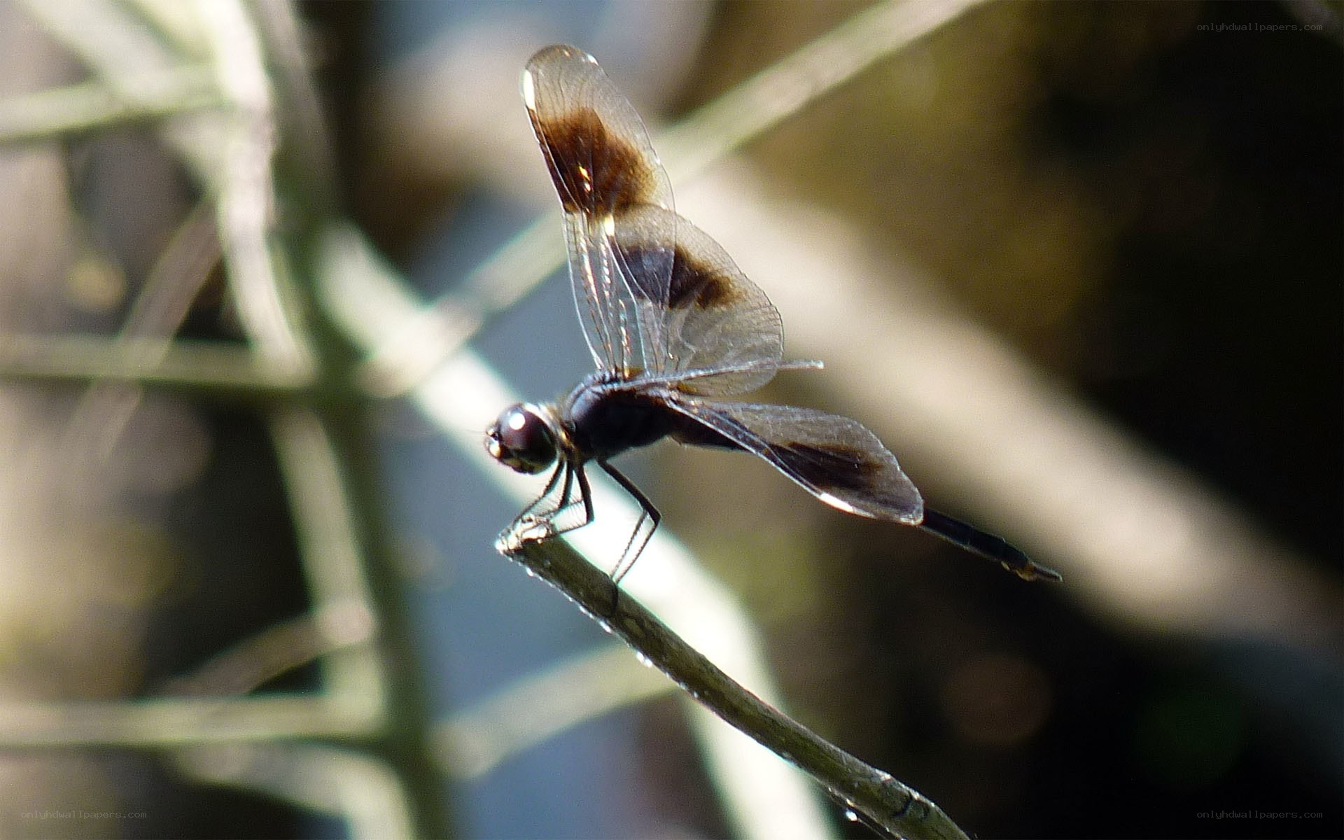 dragonfly on a twig