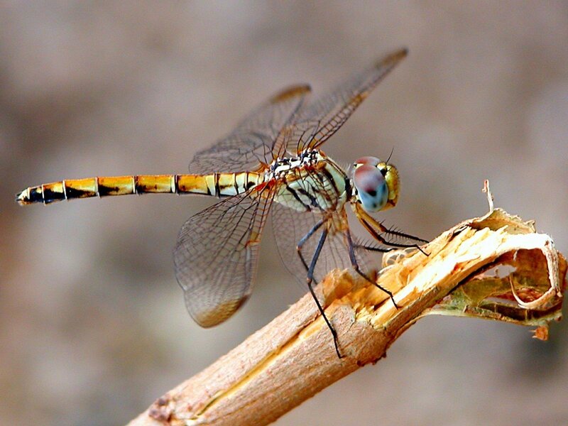 dragonfly on a twig