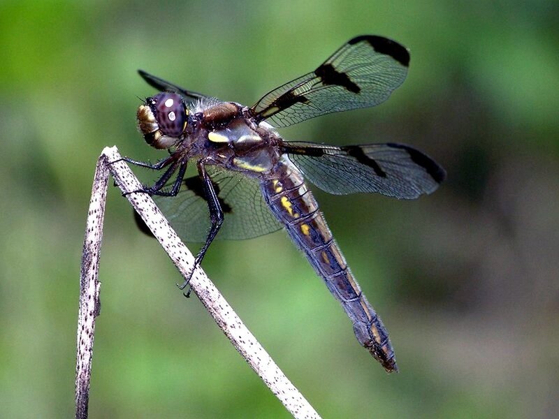 dragonfly on a twig