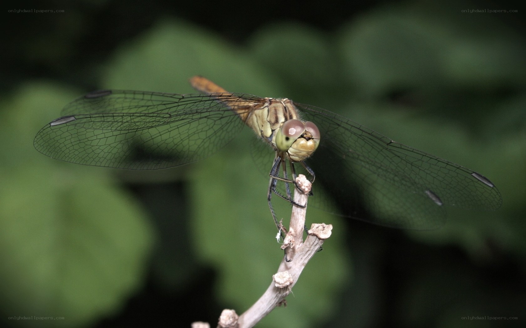 dragonfly on a twig