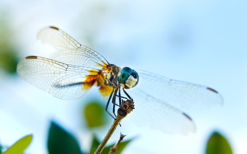 Dragonfly on a twig