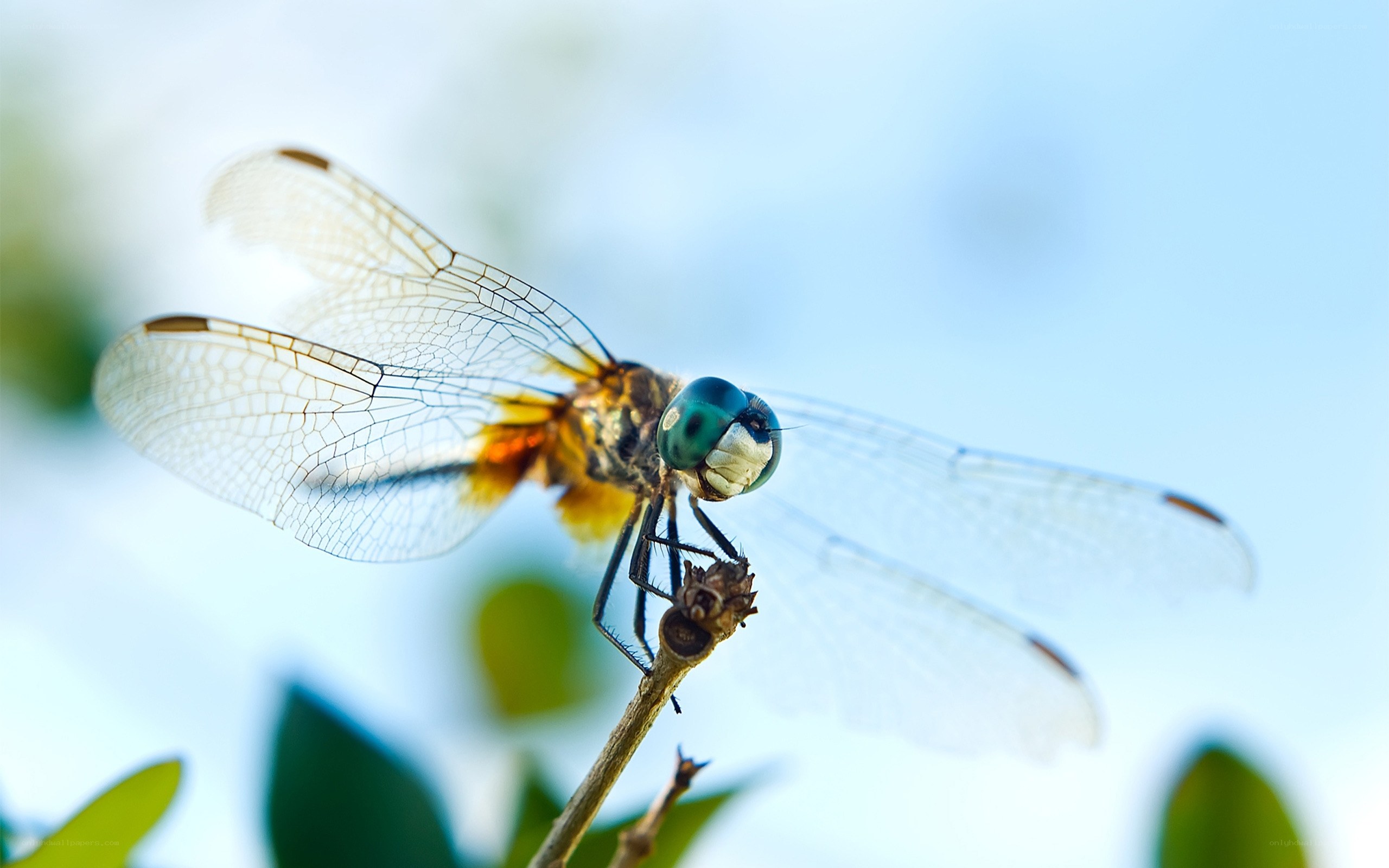 Dragonfly on a twig