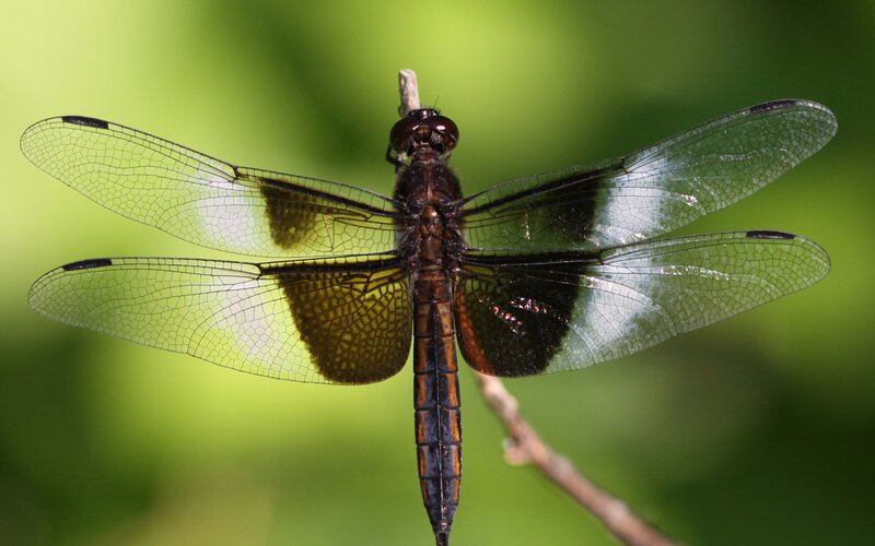 Dragonfly on a Twig — Black, Calm, Afternoon