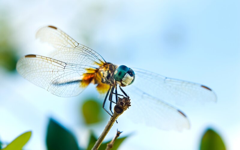 Dragonfly on a Twig — Blue, Calm, Afternoon