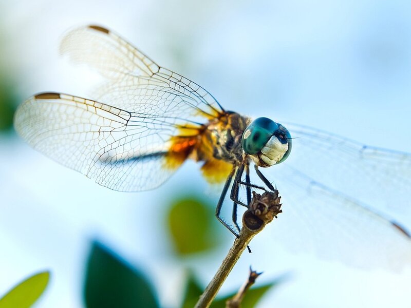 Dragonfly on a Twig — Blue, Calm