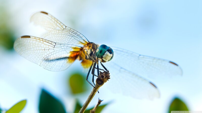 Dragonfly on a Twig — Blue, Serene, Afternoon