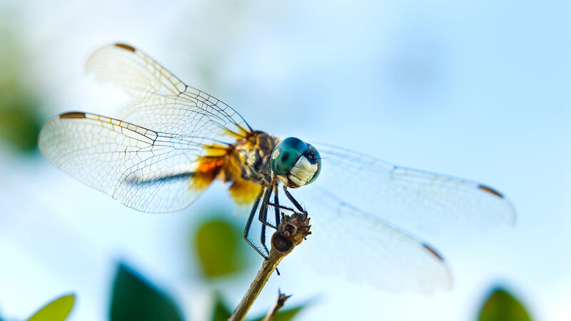 Dragonfly on a Twig — Blue, Serene
