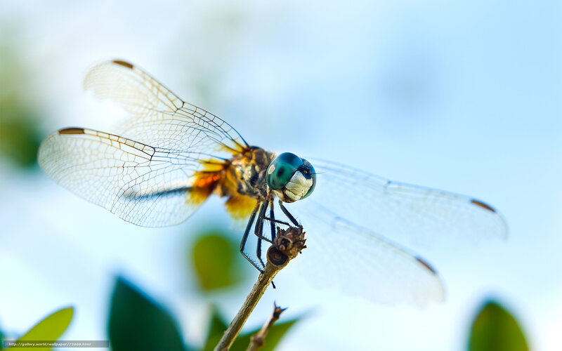 Dragonfly on a Twig — Blue