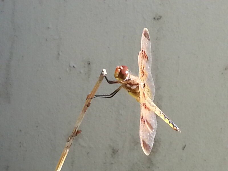 Dragonfly on a Twig — Brown, Calm