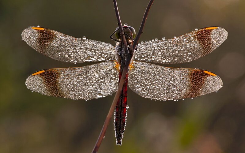 Dragonfly on a Twig — Brown, Serene