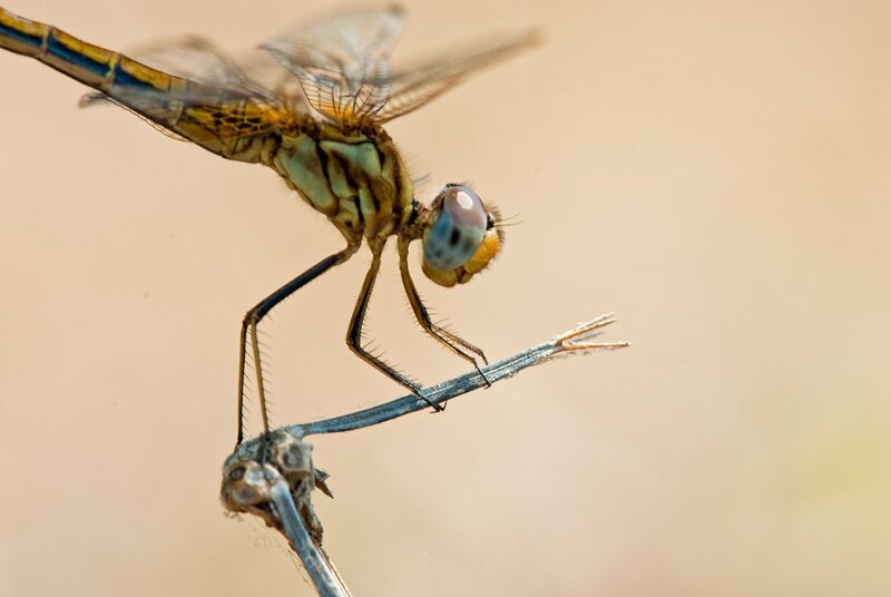 Dragonfly on a Twig — Brown