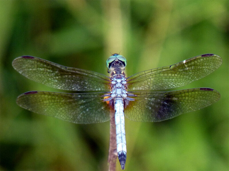 Dragonfly on a Twig — Green, Calm, Afternoon, Photograph, Green Foliage, Blue