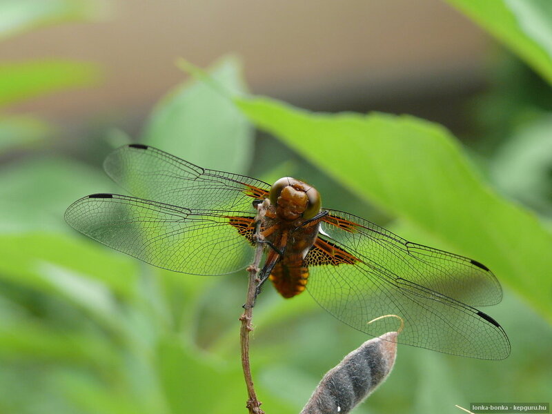 Dragonfly on a Twig — Green, Calm, Afternoon