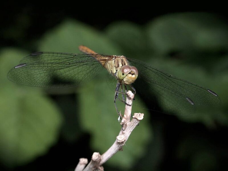 Dragonfly on a Twig — Green, Calm, Night