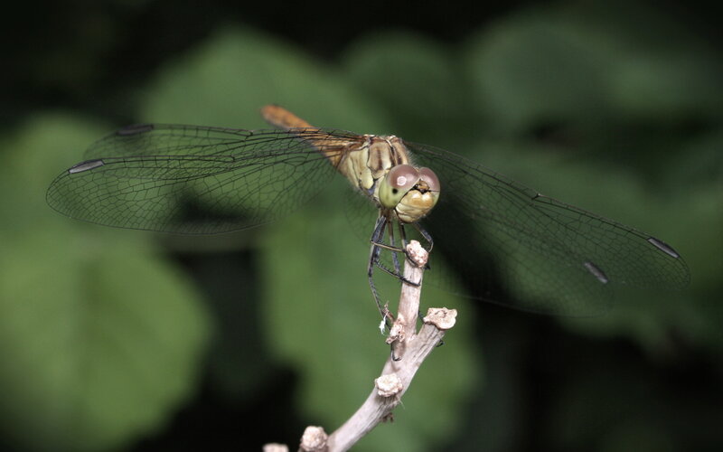 Dragonfly on a Twig — Green, Calm, Photograph, Green Leaves