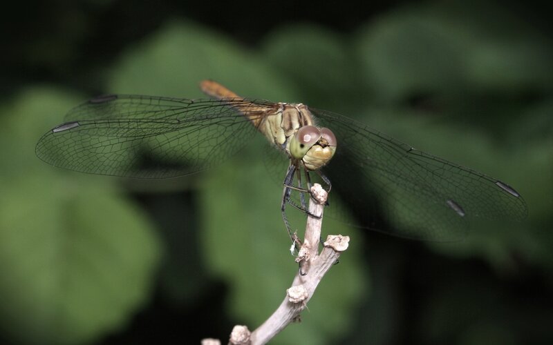 Dragonfly on a Twig — Green, Calm, Photograph