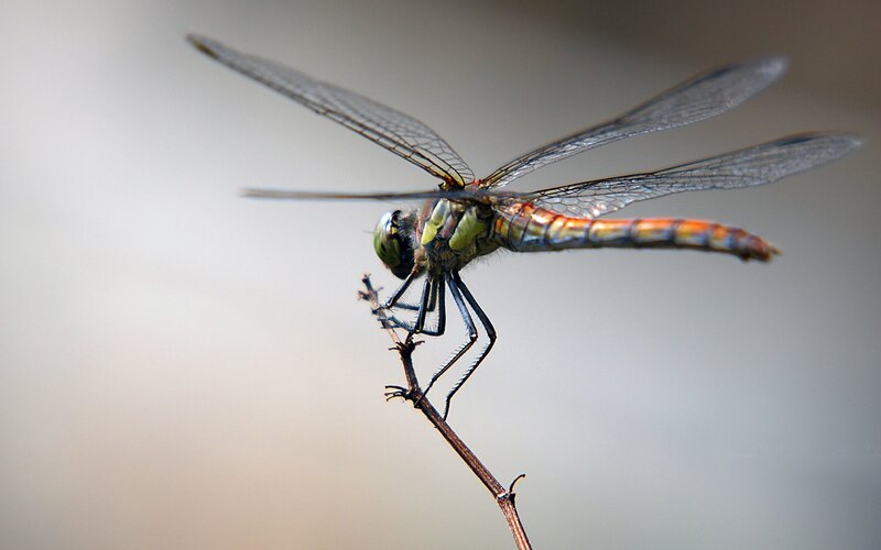 Dragonfly on a Twig — Green, Calm, Photograph, Wings
