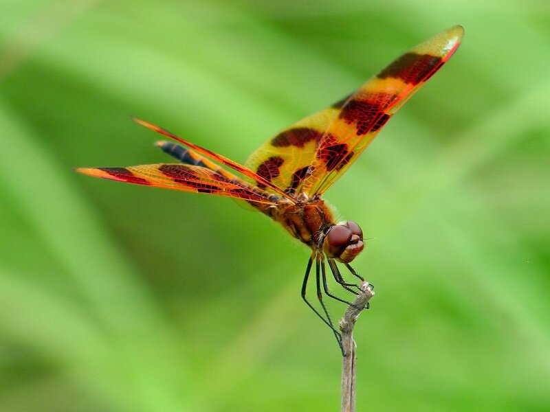 Dragonfly on a Twig — Green, Calm