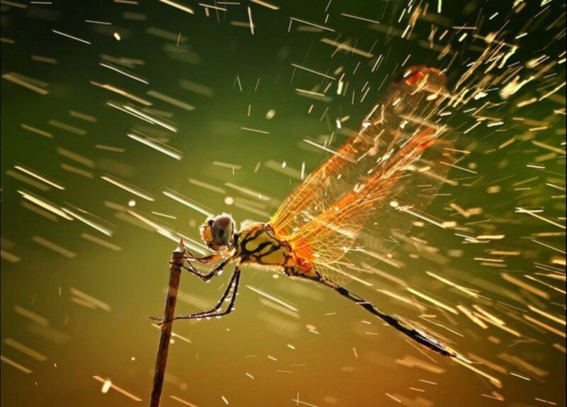 Dragonfly on a Twig — Green, Dramatic, Night