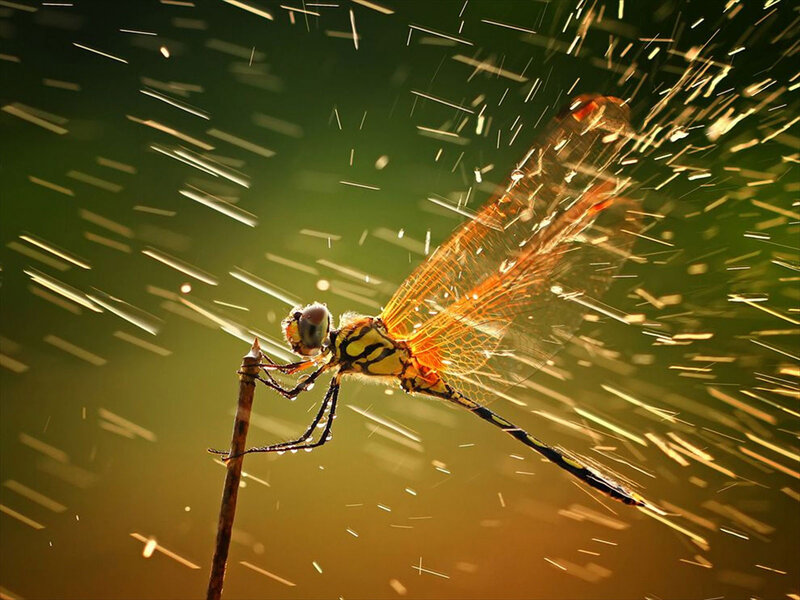 Dragonfly on a Twig — Green, Dramatic, Sunset, Photograph