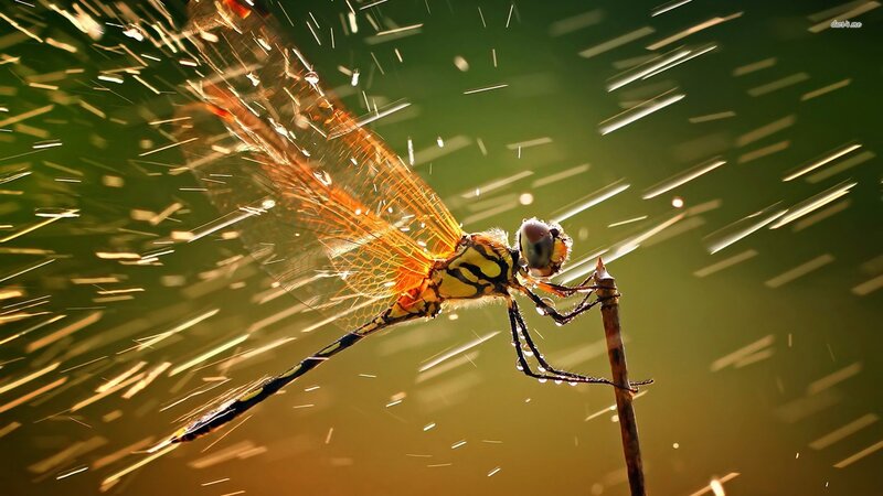 Dragonfly on a Twig — Green, Dramatic, Sunset, Photograph, Water Droplets