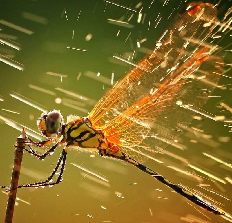 Dragonfly on a Twig — Green, Dramatic, Sunset