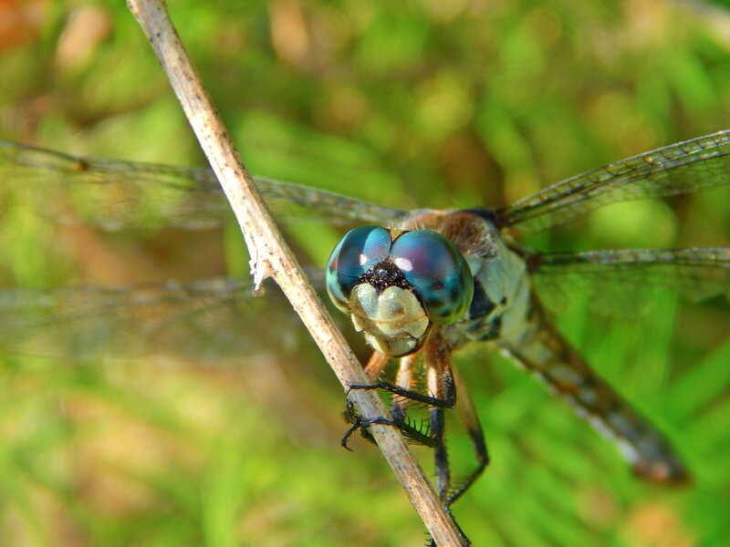 Dragonfly on a Twig — Green, Natural, Afternoon