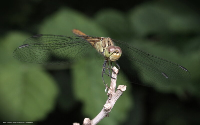Dragonfly on a Twig — Green, Natural, Photograph