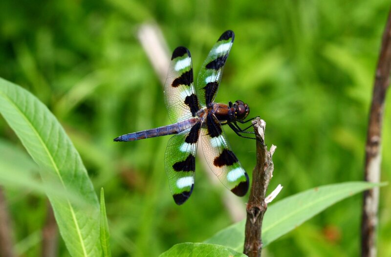 Dragonfly on a Twig — Green, Natural