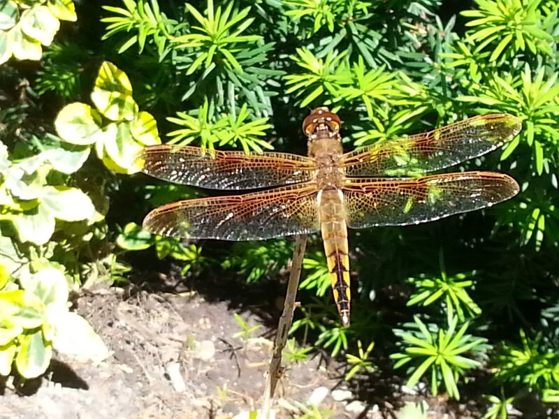 Dragonfly on a Twig — Green, Serene
