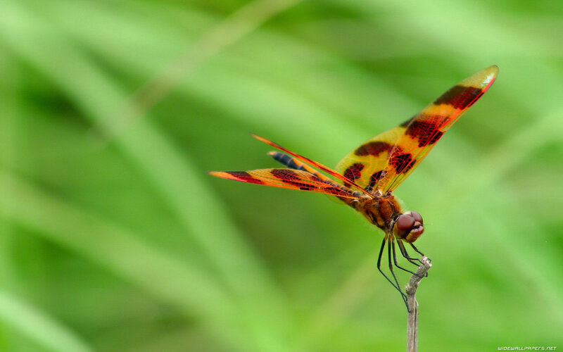 Dragonfly on a Twig — Green