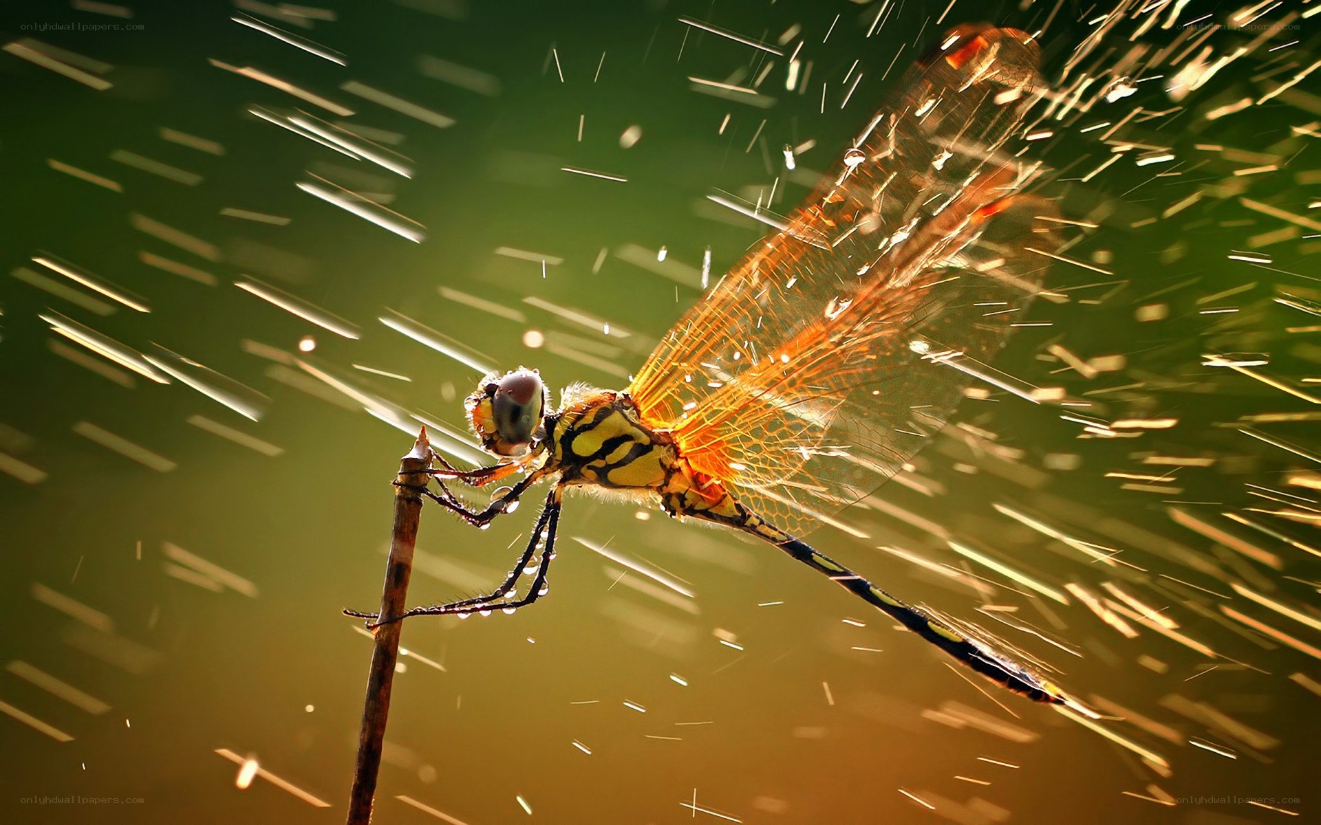 Dragonfly on a twig in sunlight