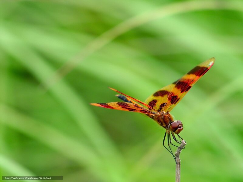 Dragonfly on a twig