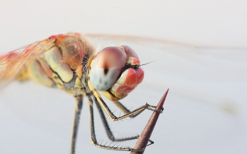 Dragonfly on a Twig — Yellow