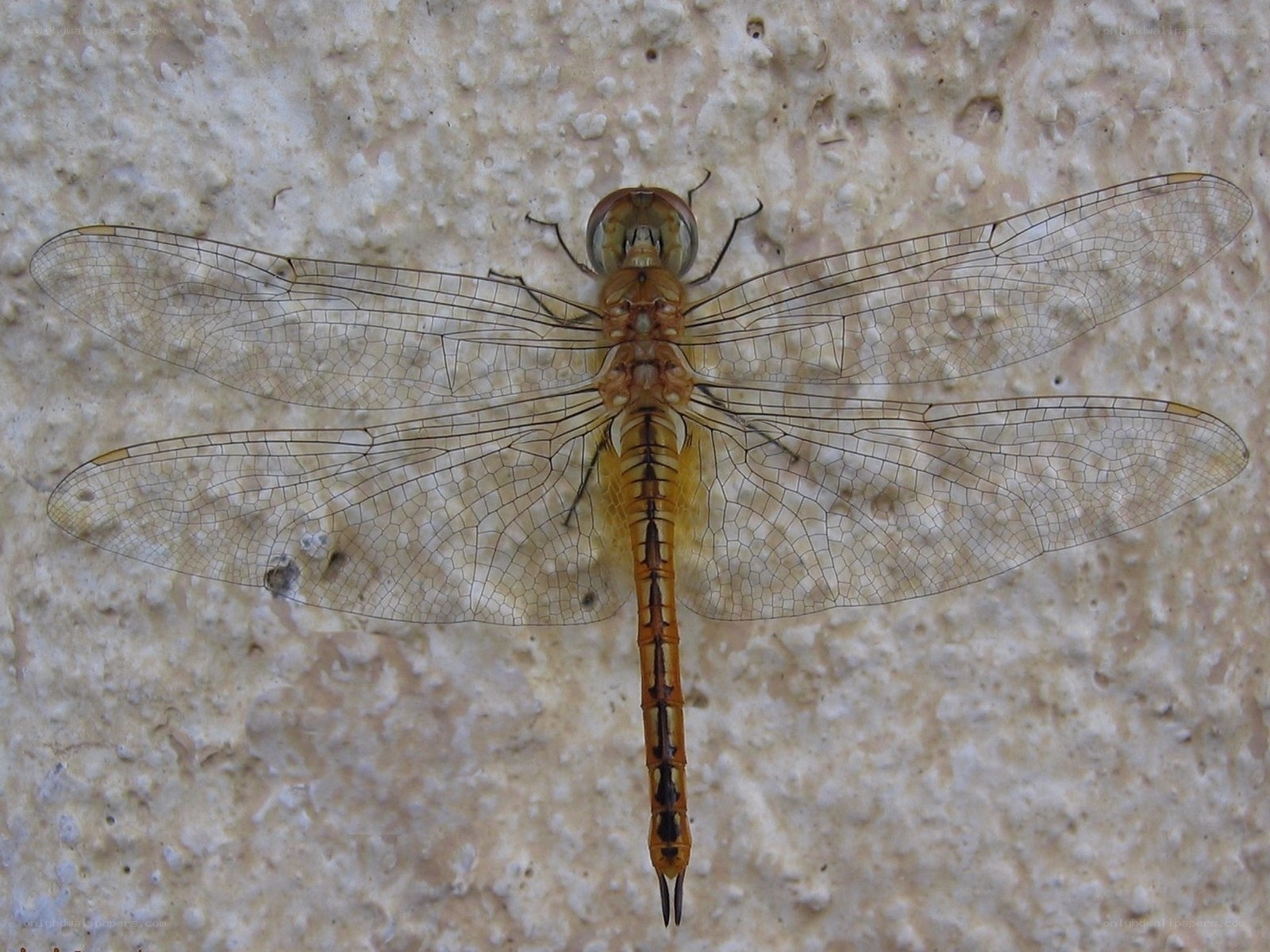 dragonfly on a wall