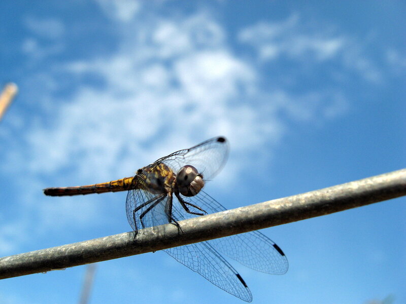 Dragonfly on a wire