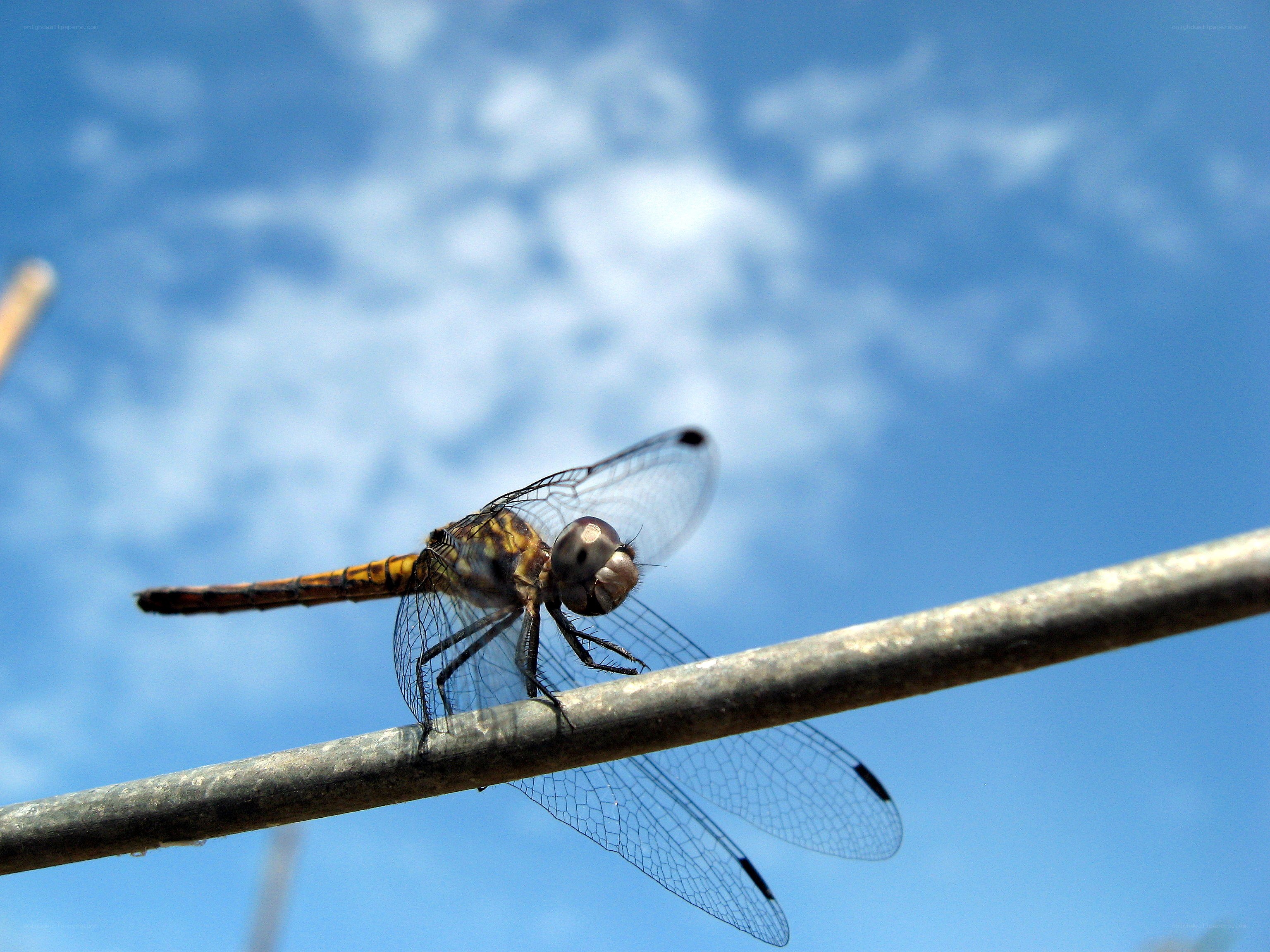 Dragonfly on a wire