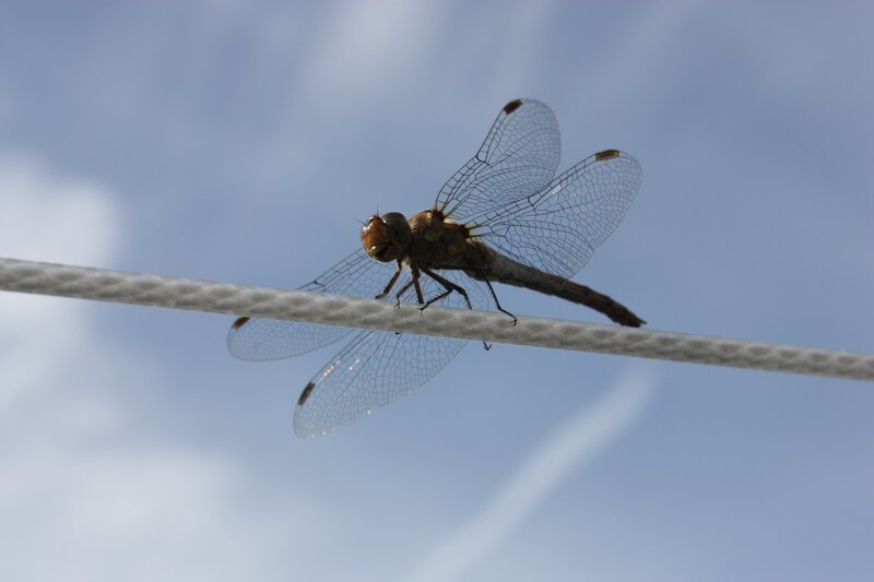 Dragonfly on a wire