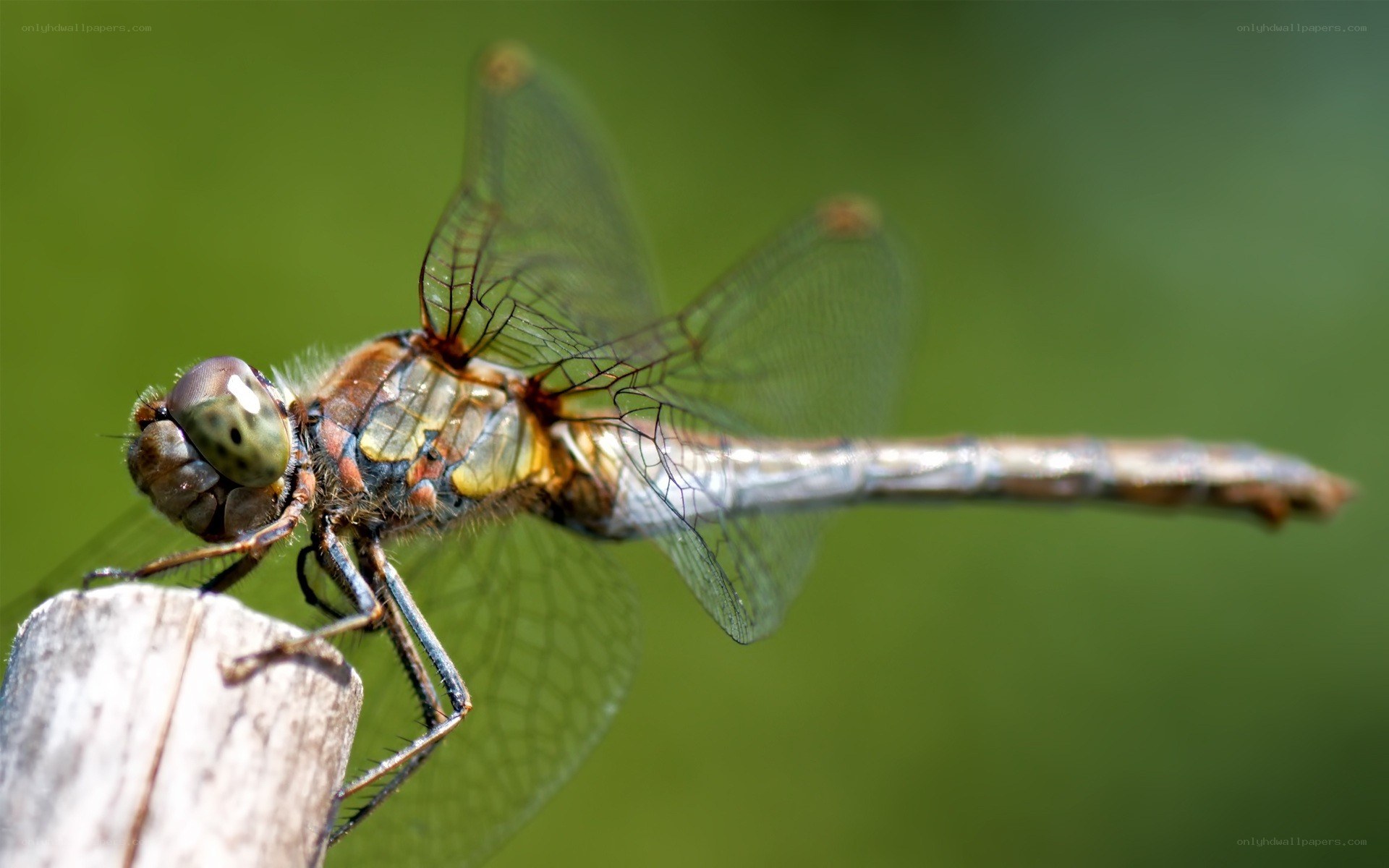 dragonfly on a wooden stick
