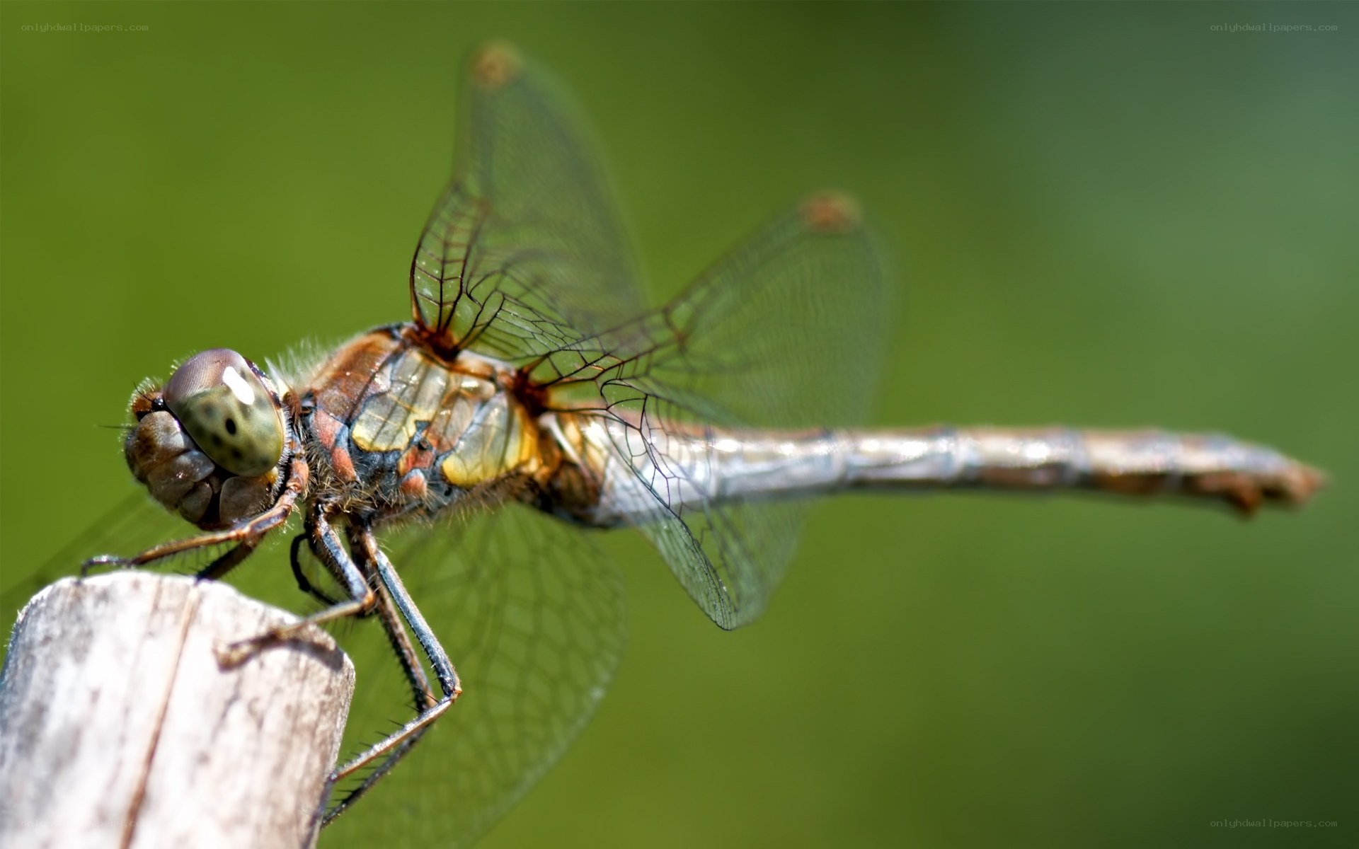 dragonfly on a wooden stick