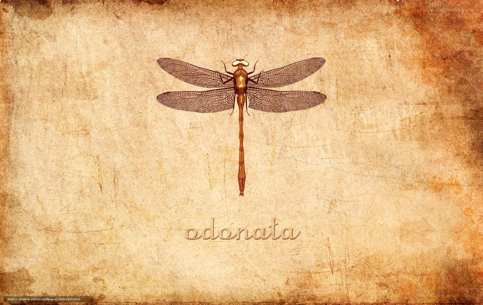 Dragonfly on aged paper