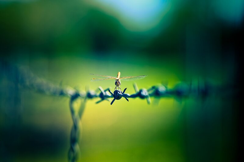 Dragonfly on barbed wire