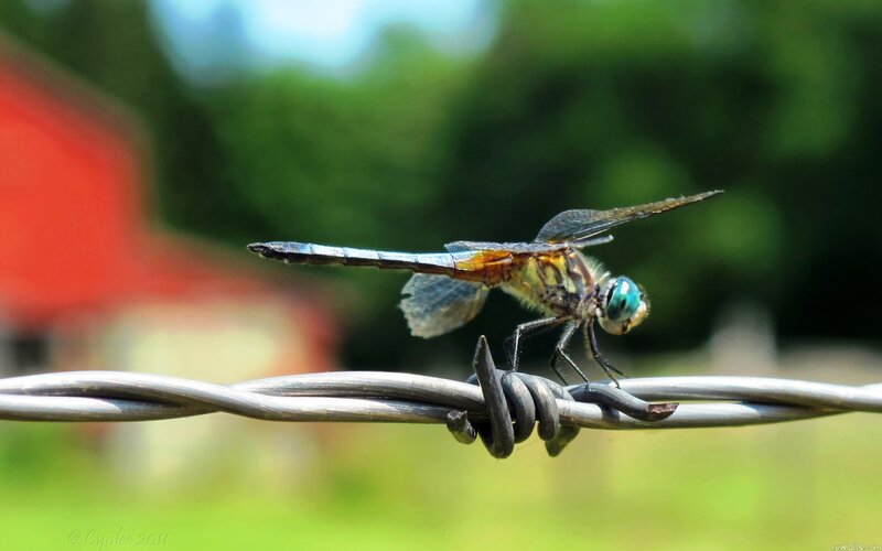 Dragonfly on Barbed Wire — Green, Calm