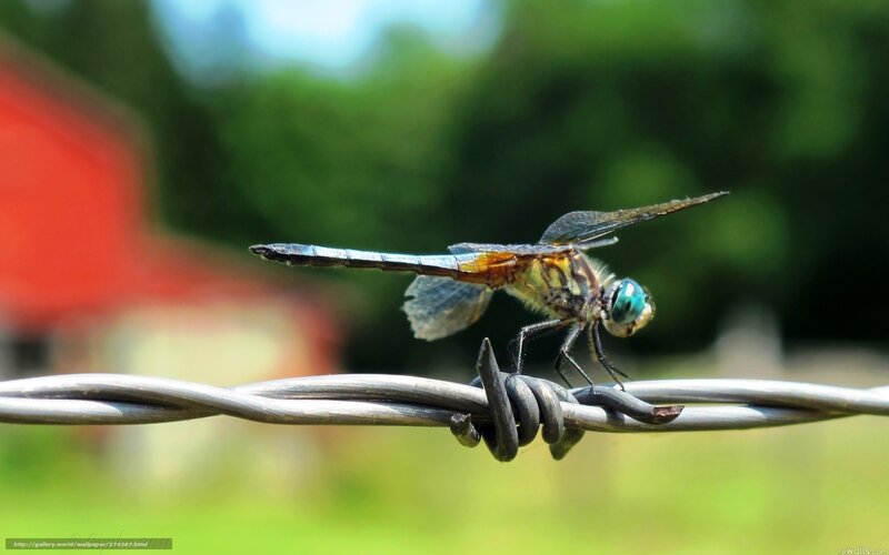 Dragonfly on barbed wire
