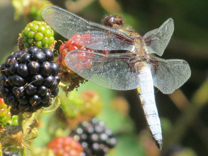 Dragonfly on Blackberry